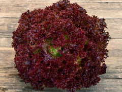 Salad Leaves (red)/Lollo Rosso