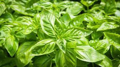 Basil Leaves