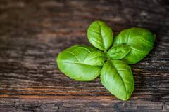 Basil Leaves