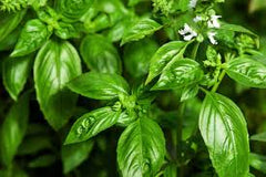 Basil Leaves