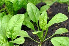 Baby Spinach