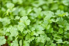 Coriander